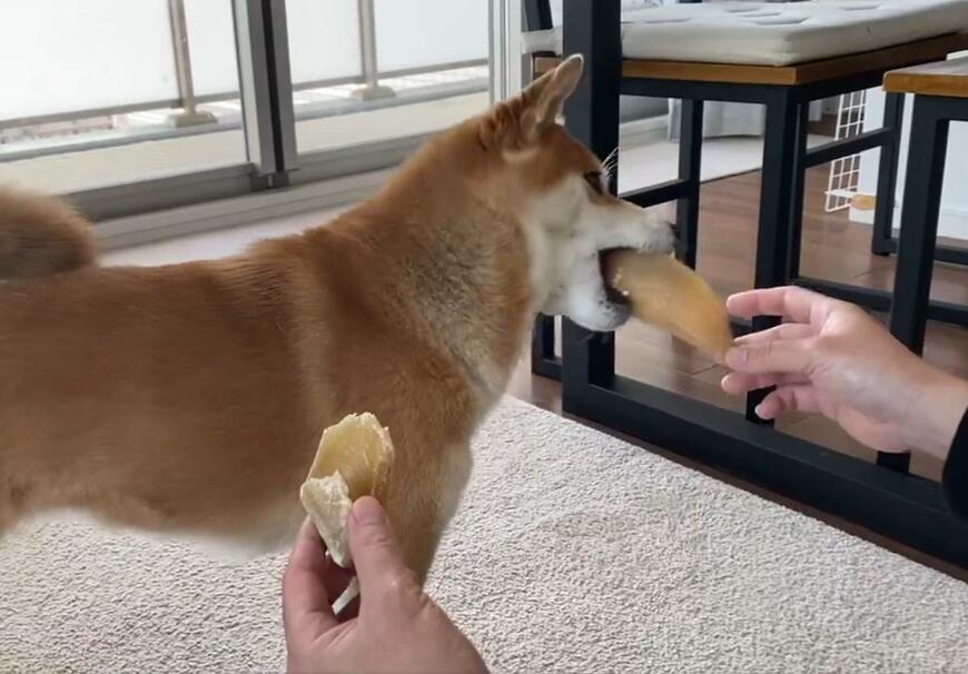 ヒヅメをくわえる犬