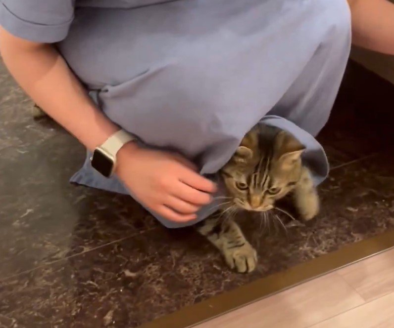 スカートから顔を出す猫