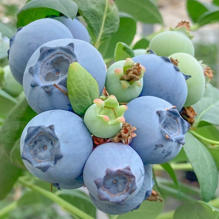 実がなったブルーベリー