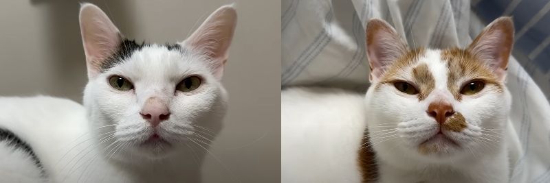 投稿動画のワンシーン