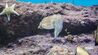 美ら海水族館で撮影された「イカ」　意外な魅力に惹きつけられる「こんなに可愛いの」