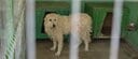 「今はひどい状態に見えます」毛が固くもつれた状態で保護施設に来た大型犬、トリミングで見違える姿に