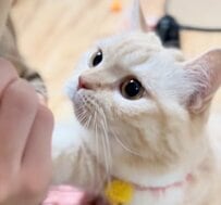 「手も持っていかれそう」おやつに夢中な猫　食後の思わぬ行動に笑いが止まらない