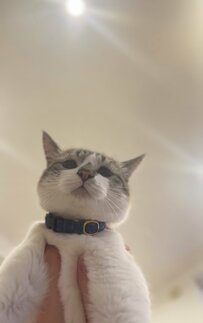 モフッと持ち上げられてしまった保護猫さん　かわいすぎる理由に2.5万いいね