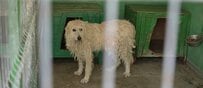 「今はひどい状態に見えます」毛が固くもつれた状態で保護施設に来た大型犬、トリミングで見違える姿に