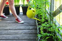 【春の家庭菜園】初心者も育てて楽しい！オススメ定番野菜8選、プランターで手軽にスタート