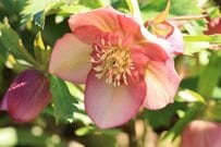 半日陰に「植えてよかった」クリスマスローズ4選＆育て方！植えっぱなしOKの寒さに強い常緑多年草