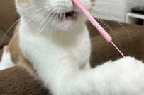 「手に持つ棒を鼻へ…！？笑」猫さんのかわいい1枚が話題