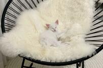 猛暑の中、遺棄されていた子猫　2年後…驚異のビフォーアフターに「同一猫とは思えない」