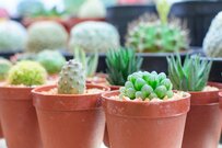 【多肉植物・観葉植物】ハオルチアの育て方、宝石のような「窓」の美しさで人気