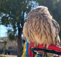 【サイクリングを楽しむフクロウ】気持ちよすぎてうっとり...湯を楽しむフクロウに5000いいね！「カメラ目線下さい！」