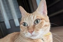 美猫の「意外すぎるハロウィン姿」　少し不満そうな表情がかわいすぎる