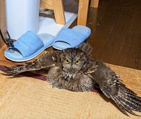 【ボトッと落ちてきたフクロウ】羽を広げた姿がユニーク！愛らしい仕草にも癒されます