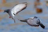 「母から送られてきた写真」が可愛すぎる　鳩の珍しいアングルに反響