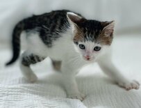 【悶絶】前髪柄の子猫が「やんのかステップ」…成長後の姿との比較に癒される人続出