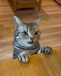 怒ってる？パパに切られた爪を、険しい顔で見せにきた猫…テーブルに前足をかけて訴える表情がほほえましい
