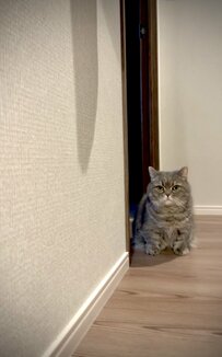 遠くからこちらを見つめる猫ちゃんの表情にキュン！コメント欄「可愛すぎる」の声