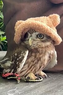 フクロウとおじいちゃんの銅像のコラボが「白黒映画とかに出てきそう」と話題