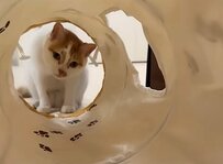 「ズザザァッ!!!!」楽しく撮影していた飼い主さんへ突撃する猫　あまりの躍動感に「迫力満点」「可愛い」の声