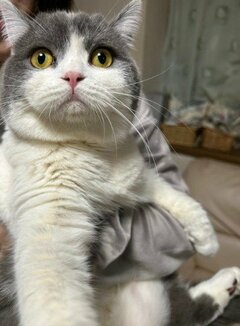 「モチモチ虚無…」まん丸な美猫が“捕獲”後に見せたまさかの表情に笑ってしまう