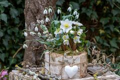 クリスマスローズと相性抜群！日陰の玄関を彩る【センスのいい寄せ植えづくり】おすすめ植物6選