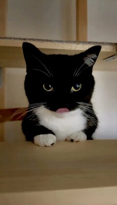 「もっと…」おやつを食べ終えた猫ちゃん、“おかわり”をアピールする表情が可愛すぎると話題！