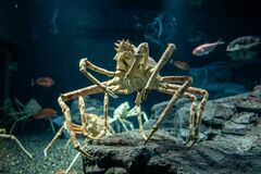 水族館で見つけたカニの「謎行動」　人間に見せつけるような姿に興味津々