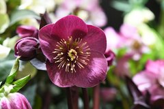 【ガーデニング】日陰でもすくすく育つ「オススメの植物6選」花が咲く品種でカラフルな庭を作る！
