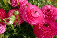 1鉢で玄関先が華やか！季節ごとの「豪華＆育てやすい」おすすめの花12選【2026ガーデニング計画】