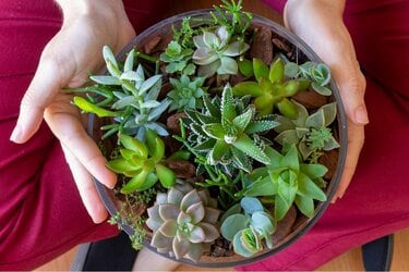 ガーデニング】多肉植物の寄せ植えは春が適期！基本の作り方＆オシャレ