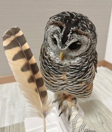 羽とフクロウ】「抜けたよ」小さな体から大きな羽が！「そんなに大きい