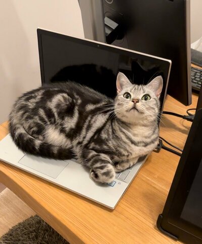 PCの上がお好きなようで……