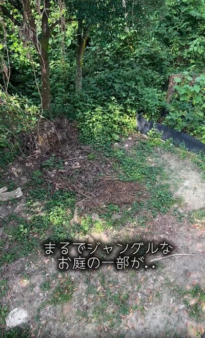 変身前の庭