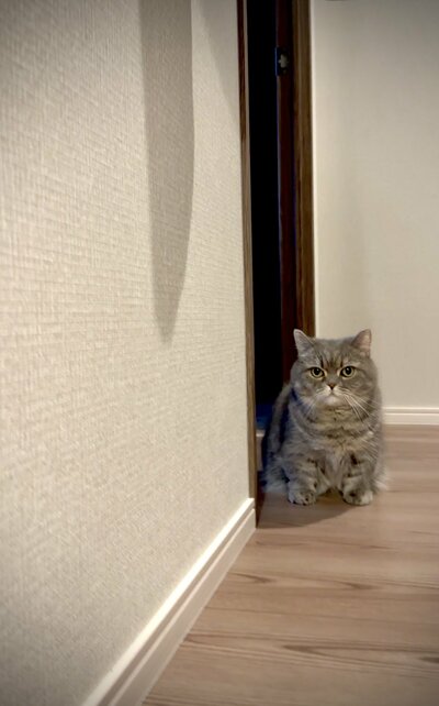なでなでされる同居猫ちゃんを見ていた