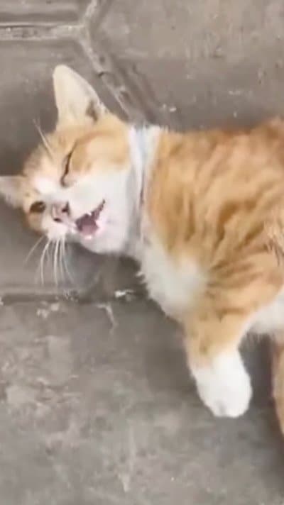 投稿の画像