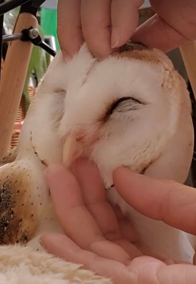 投稿動画のワンシーン