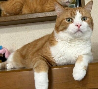 横たわるダーウィンちゃん