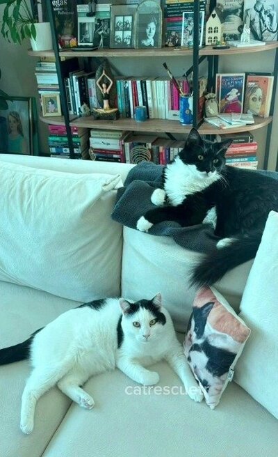 ソファでもう1匹の猫と並んでくつろぐオリバー