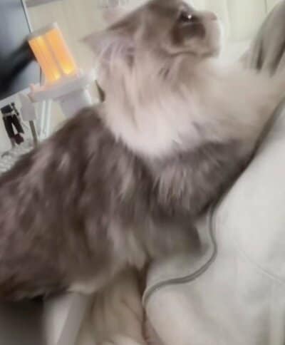 飼い主さんのお膝に移動したい！