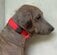 毛が抜け落ち肌もただれ人に怯えていた犬→人を信じる勇気を取り戻し新しい家族と歩み出す