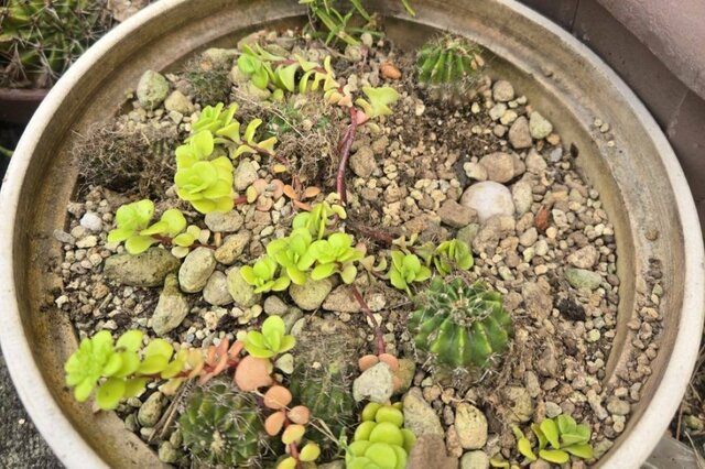 植木鉢に落ちていた「何かの卵のようなもの」に注目集まる　「スッポンかも？」「カメっぽいな」