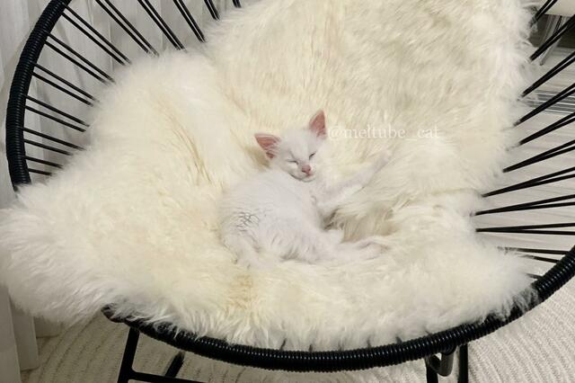 猛暑の中、遺棄されていた子猫　2年後…驚異のビフォーアフターに「同一猫とは思えない」