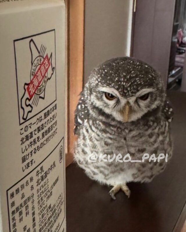 【不満げ】表情豊かなフクロウ　ママが不在で渋々パパにおねだりする姿が可愛い！