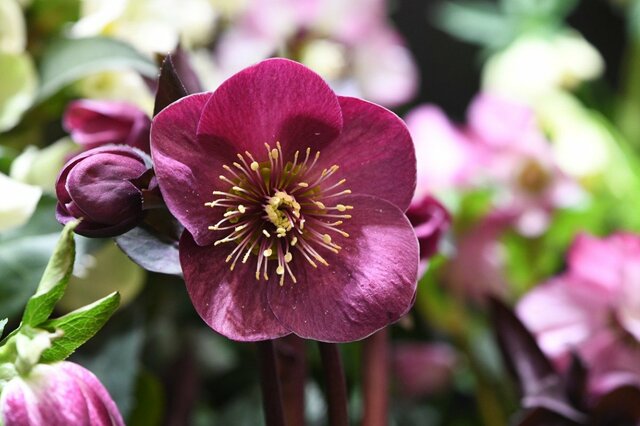 【ガーデニング】日陰でもすくすく育つ「オススメの植物6選」花が咲く品種でカラフルな庭を作る！
