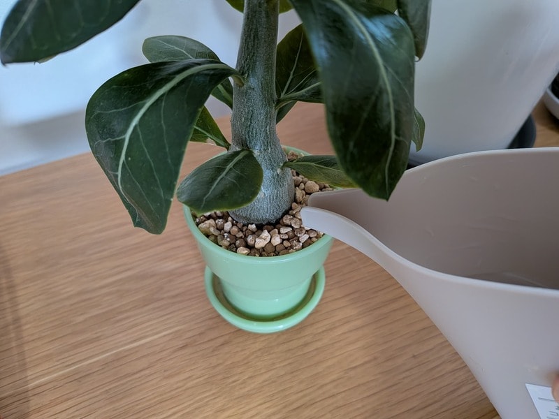 セリア お部屋に馴染むコンパクトな水差し