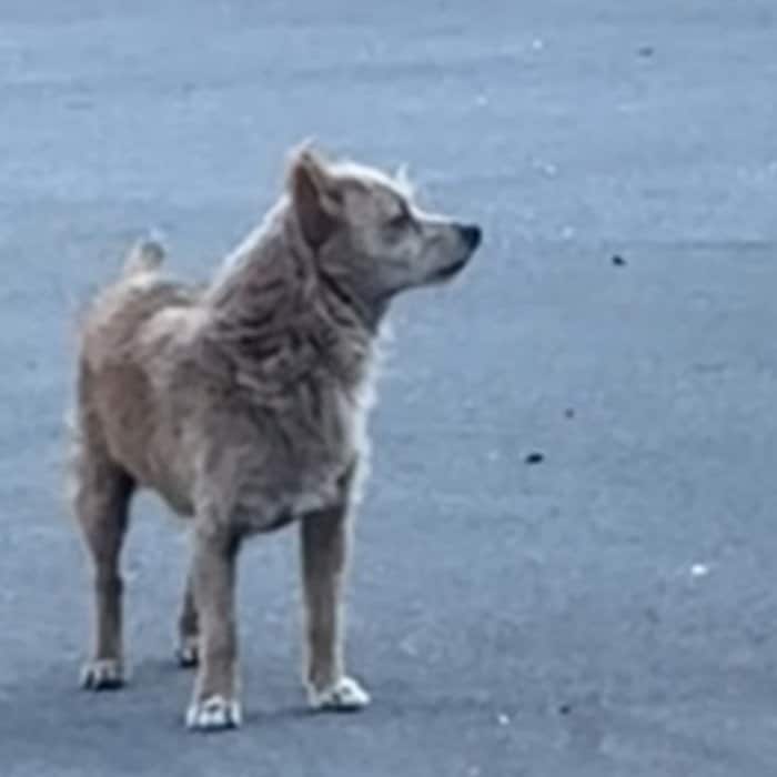 過酷な「路上生活を送る犬」をレスキュー 家族の一員として「幸せに過ごす姿」に胸を打たれる