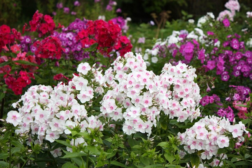 Tibesty/shutterstock.com