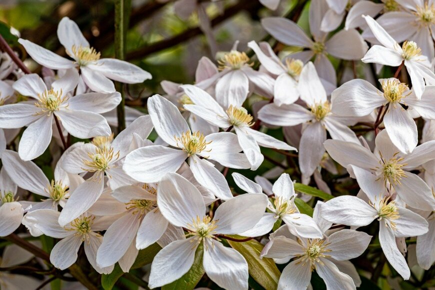 クレマチス　Billy_Fam/istockphoto.com