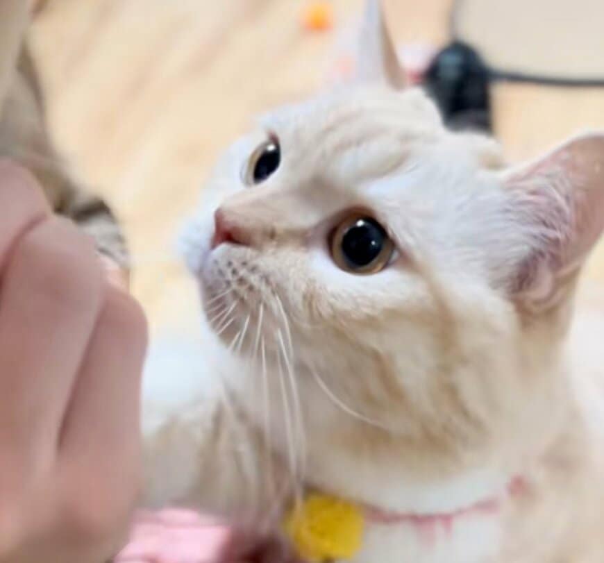 「手も持っていかれそう」おやつに夢中な猫　食後の思わぬ行動に笑いが止まらない