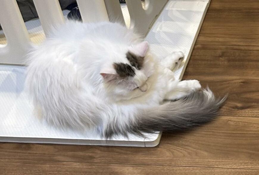 出所：@ponpokopontanu